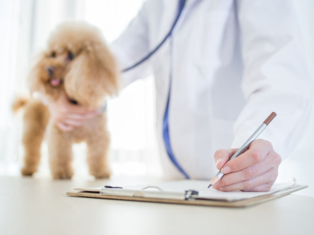 ペットドック(健康診断)