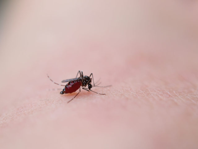 フィラリア予防