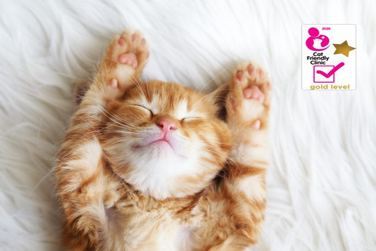 キャットフレンドリークリニック認定